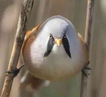 Певчие птицы. Макеевка