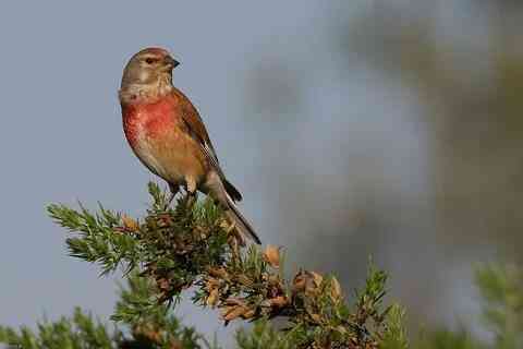 Певчие птицы. Макеевка