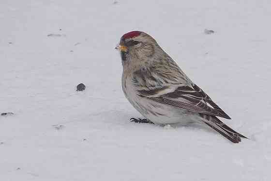 Певчие птицы. Макеевка