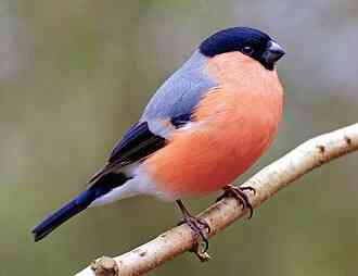 Певчие птицы. Макеевка