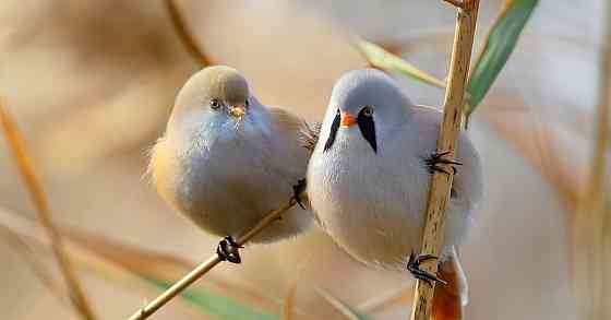 Певчие птицы. Макеевка