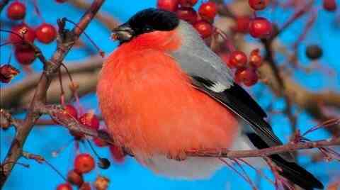 Певчие птицы. Макеевка