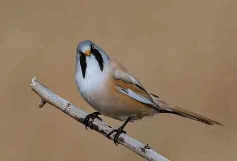 Певчие птицы. Макеевка