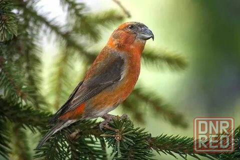 Певчие птицы. Макеевка - изображение 3