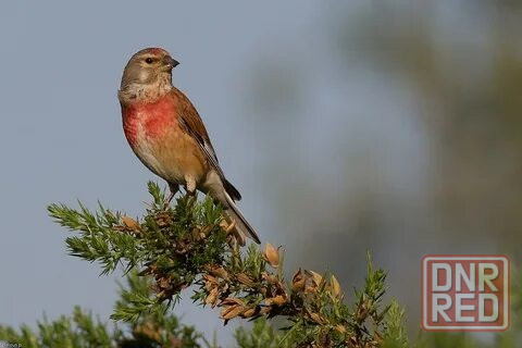 Певчие птицы. Макеевка - изображение 6