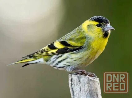 Певчие птицы. Макеевка - изображение 8