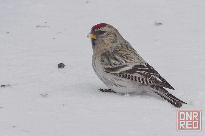 Певчие птицы. Макеевка - изображение 2