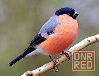 Певчие птицы. Макеевка - изображение 2