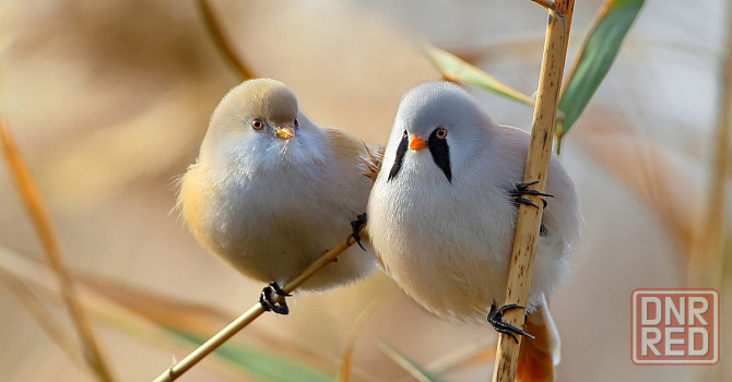 Певчие птицы. Макеевка - изображение 5