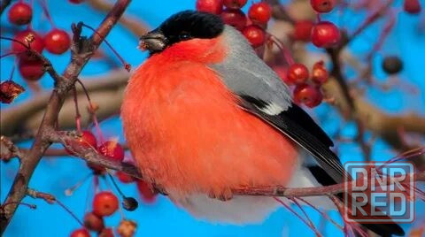 Певчие птицы. Макеевка - изображение 1