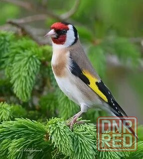 Певчие птицы. Макеевка - изображение 7