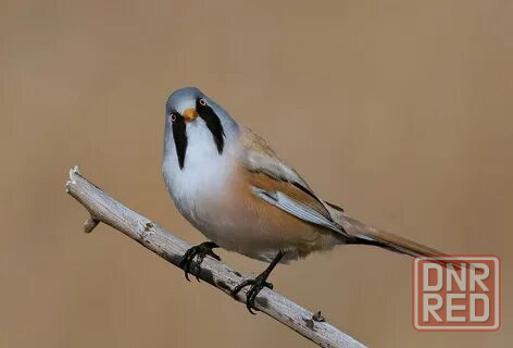 Певчие птицы. Макеевка - изображение 4