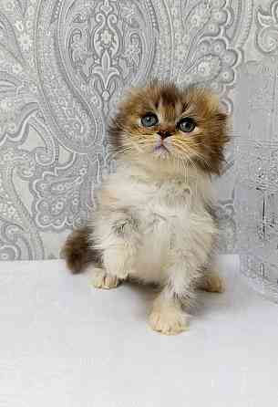 Девочка трехцветная черепашка. Макеевка