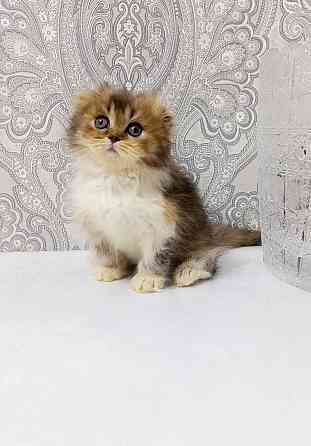 Девочка трехцветная черепашка. Макеевка