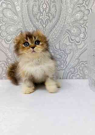 Девочка трехцветная черепашка. Макеевка