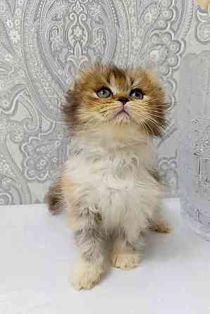 Девочка трехцветная черепашка. Макеевка