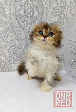 Девочка трехцветная черепашка. Макеевка - изображение 3