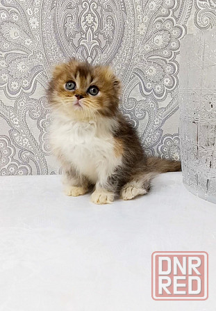 Девочка трехцветная черепашка. Макеевка - изображение 2