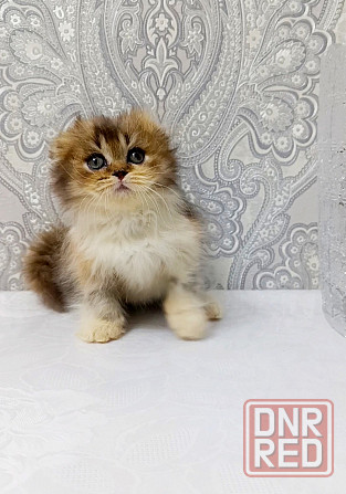 Девочка трехцветная черепашка. Макеевка - изображение 1