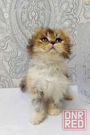 Девочка трехцветная черепашка. Макеевка - изображение 4