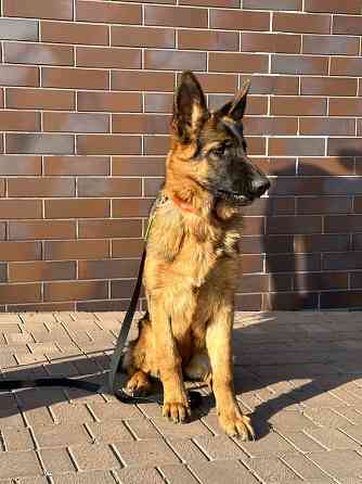 Подрощенная девочка немецкой овчарки, племенной питомник Луганск