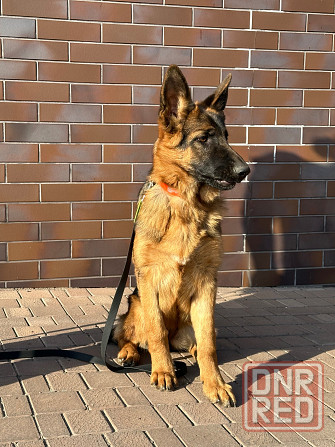 Подрощенная девочка немецкой овчарки, племенной питомник Луганск - изображение 1