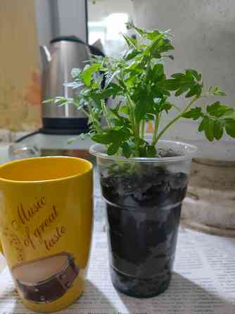 рассада комнатных помидоров Макеевка