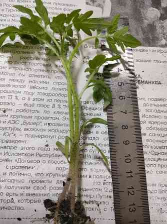 рассада комнатных помидоров Макеевка