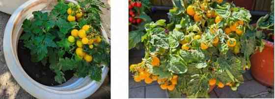 рассада комнатных помидоров Макеевка