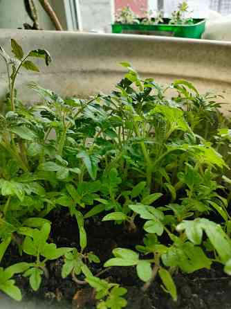 рассада комнатных помидоров Макеевка