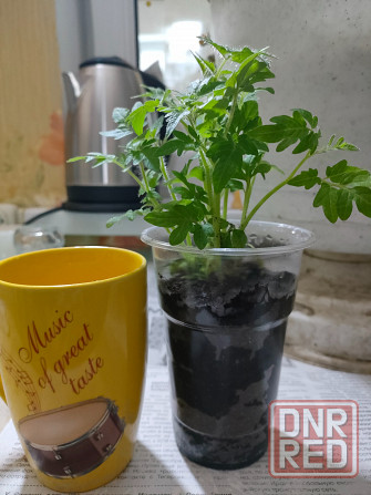 рассада комнатных помидоров Макеевка - изображение 3