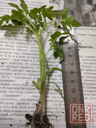 рассада комнатных помидоров Макеевка - изображение 4