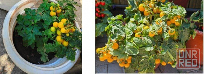 рассада комнатных помидоров Макеевка - изображение 1