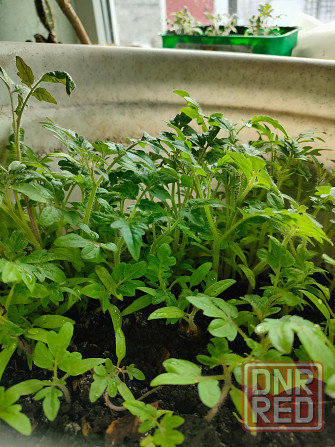 рассада комнатных помидоров Макеевка - изображение 2