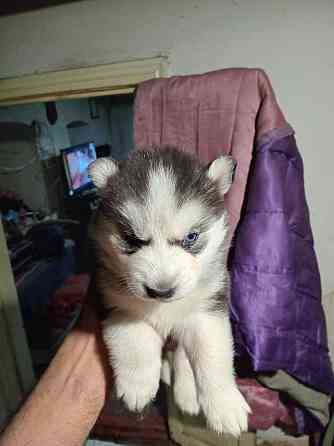 щенки сибирской хаски Мариуполь