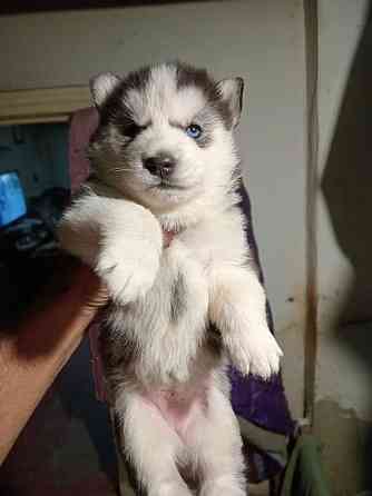 щенки сибирской хаски Мариуполь