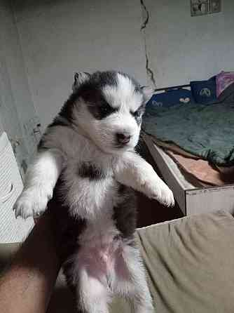 щенки сибирской хаски Мариуполь