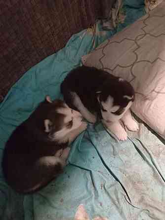 щенки сибирской хаски Мариуполь