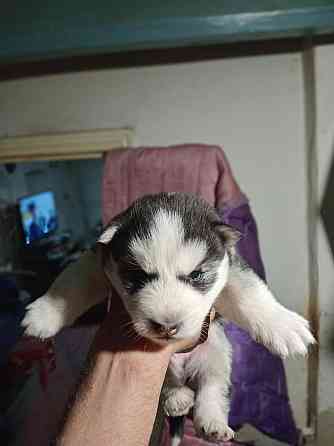 щенки сибирской хаски Мариуполь