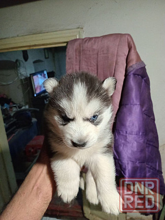 щенки сибирской хаски Мариуполь - изображение 5