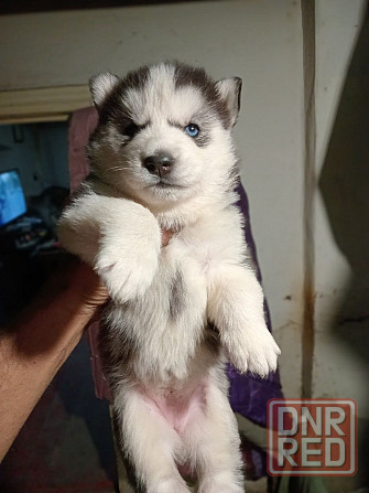 щенки сибирской хаски Мариуполь - изображение 4