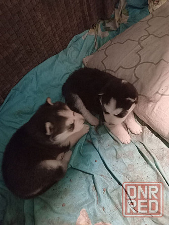 щенки сибирской хаски Мариуполь - изображение 1