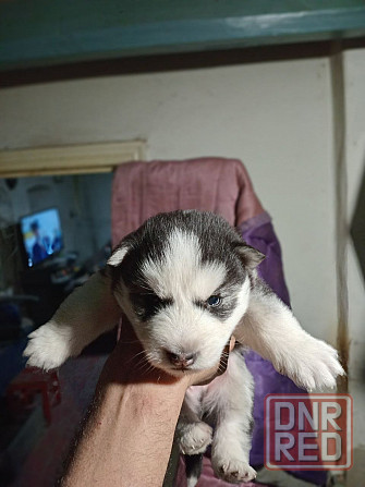щенки сибирской хаски Мариуполь - изображение 3
