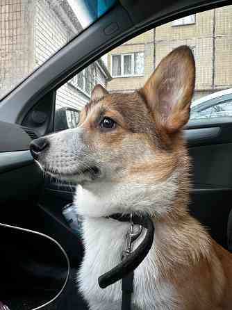 Корги Донецк