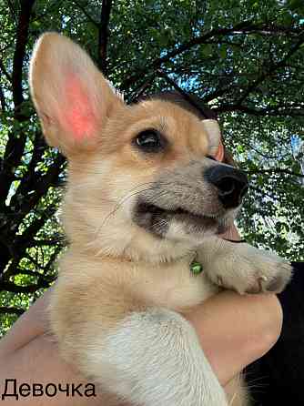 Корги Донецк