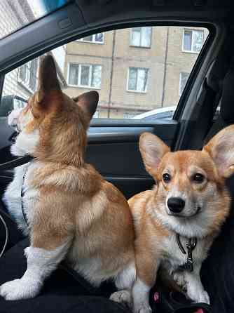 Корги Донецк