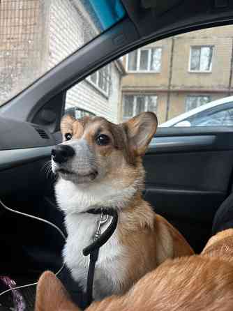 Корги Донецк