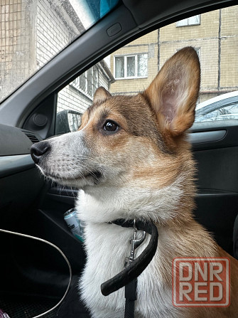 Корги Донецк - изображение 3