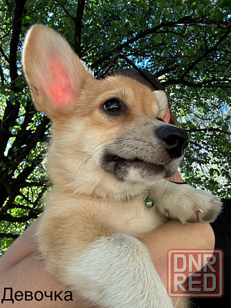 Корги Донецк - изображение 4