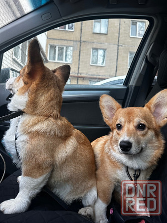 Корги Донецк - изображение 1